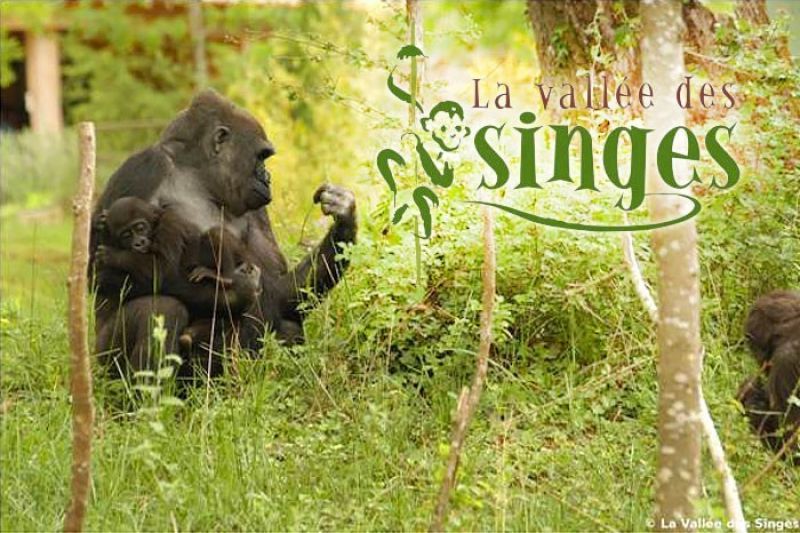 La Vallée des Singes