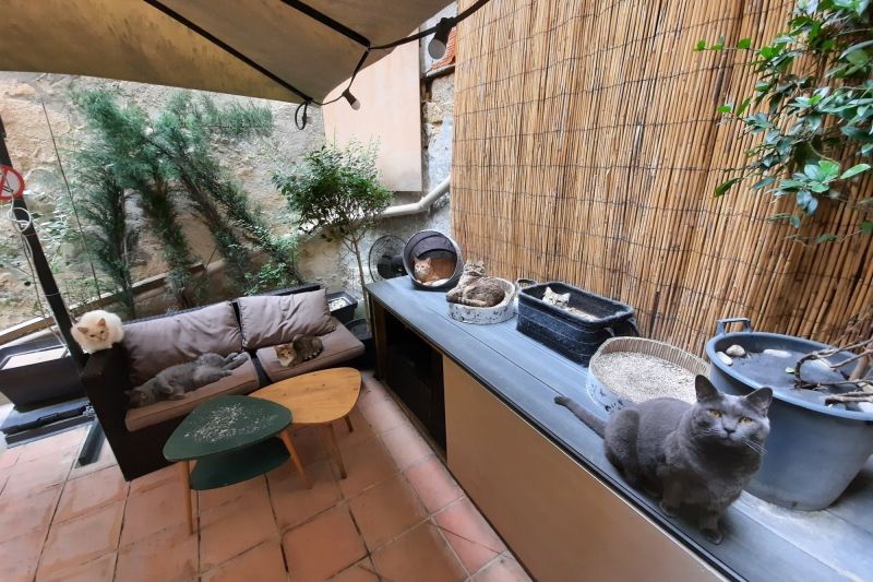Le Comptoir des Chats